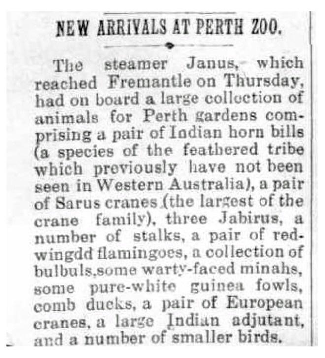 NEW ARRIVALS AT PERTH ZOO (1912, January 3), Great Southern Herald, p. 1. Newspaper article found in Trove reproduced courtesy of the National Library of Australia. 